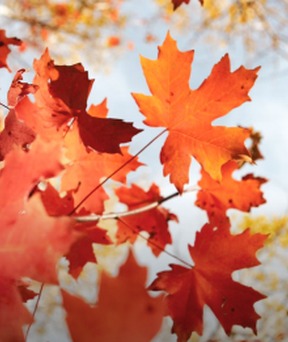 Fall